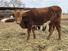 519 Bull