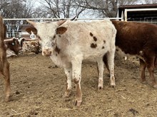 532 Steer