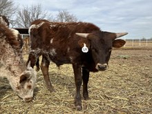 529 Steer