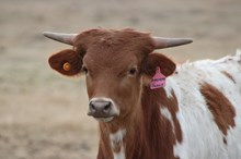 2025 Awesome Sauce Heifer
