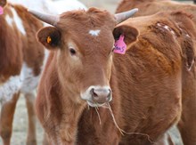 2025 Yaas Heifer