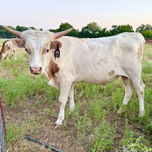 Barry - Silver Ballerina x DH Trigger Marshal