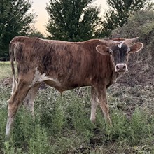 JD - Iron Princess x DH Trigger Marshal