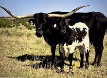 SHAMROCK LITTLE BLACKIE