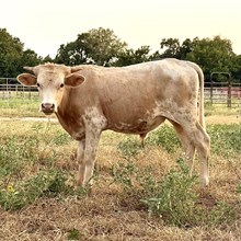 Striker - Double S Pearl Princess x Gold Mine 1