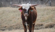 2025 Swerve Bull