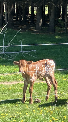 Working Tempter Bull calf 2026