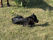 Cowgirl 2026 Heifer