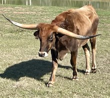 BRONCO BILLY 1HE