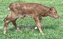 Legendary bull 26