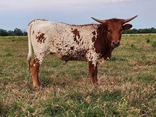 RHL VALERIE