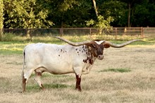 RJF MVP Cowgirl - Tag 040