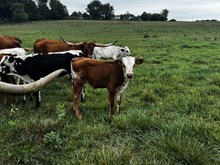 Hello Mary Lou 2026 bull