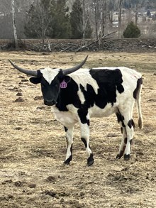 Wide Winner 23 Heifer