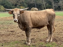 M7 Top Vixen