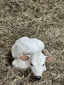 Vanilla 2023 bull