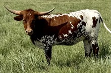 GLR SMOKE'S RISING GAL