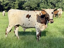 Unnamed Bull