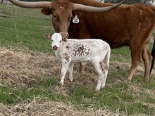 Regal Red x Tango bull II