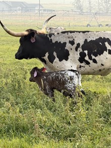 Blizzard 26 Heifer