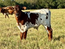 bull calf High Priority x Chatter Box