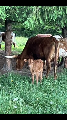 Cranberry 2026 bullcalf