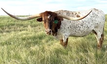 GLR COWGIRL CUT LADY