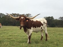 BRR Bella Texas Queen
