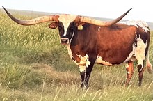 GLR TEXANA ROYALE