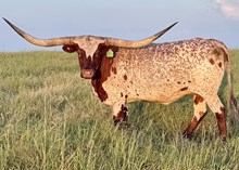 Del Rio EOT