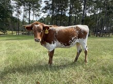 HH Lucky N Tuff