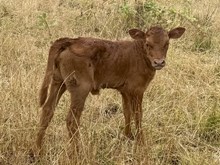 A&S Archer’s Luck X A&S Speckled Cowboy
