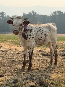 Reckon So X Halo 26 Heifer