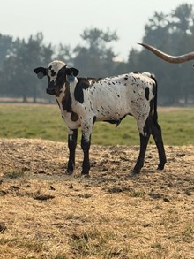Horn Wine X Top Pearl 26 Bull