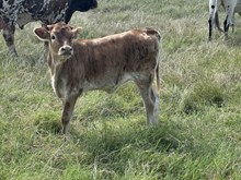 OMEGA REAL DEAL HEIFER