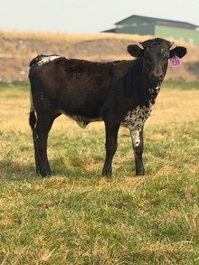 Horn Wine X Lady Warrior 26 Heifer