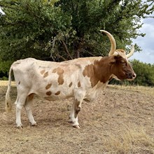 Angel Fire Mariam