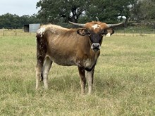 2021 Drag N Juma Bull