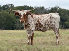 OUTLAW WILLY