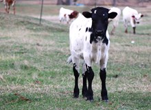 2025 Taste of Honey Bull