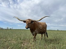 LJL TEXAS ROSIE