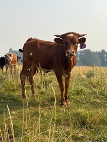 Reckon So X Queen Bomber 26 Heifer