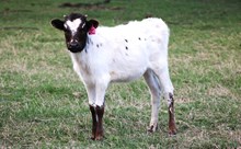 2025 Shoot for the Stars Heifer