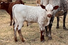 HCC Unnamed Bull 376
