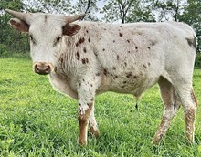 Sparklett Bull 2024
