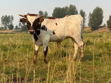 Locked N Loaded X Lucille 26 Heifer