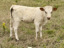 A&S White Fly