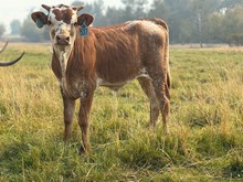 Big Iron X I’ll Have Another 26 Bull