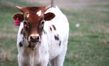 2025 Swan Song Bull