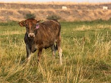 King Midas X 50 Strikes of Lightning 26 Heifer